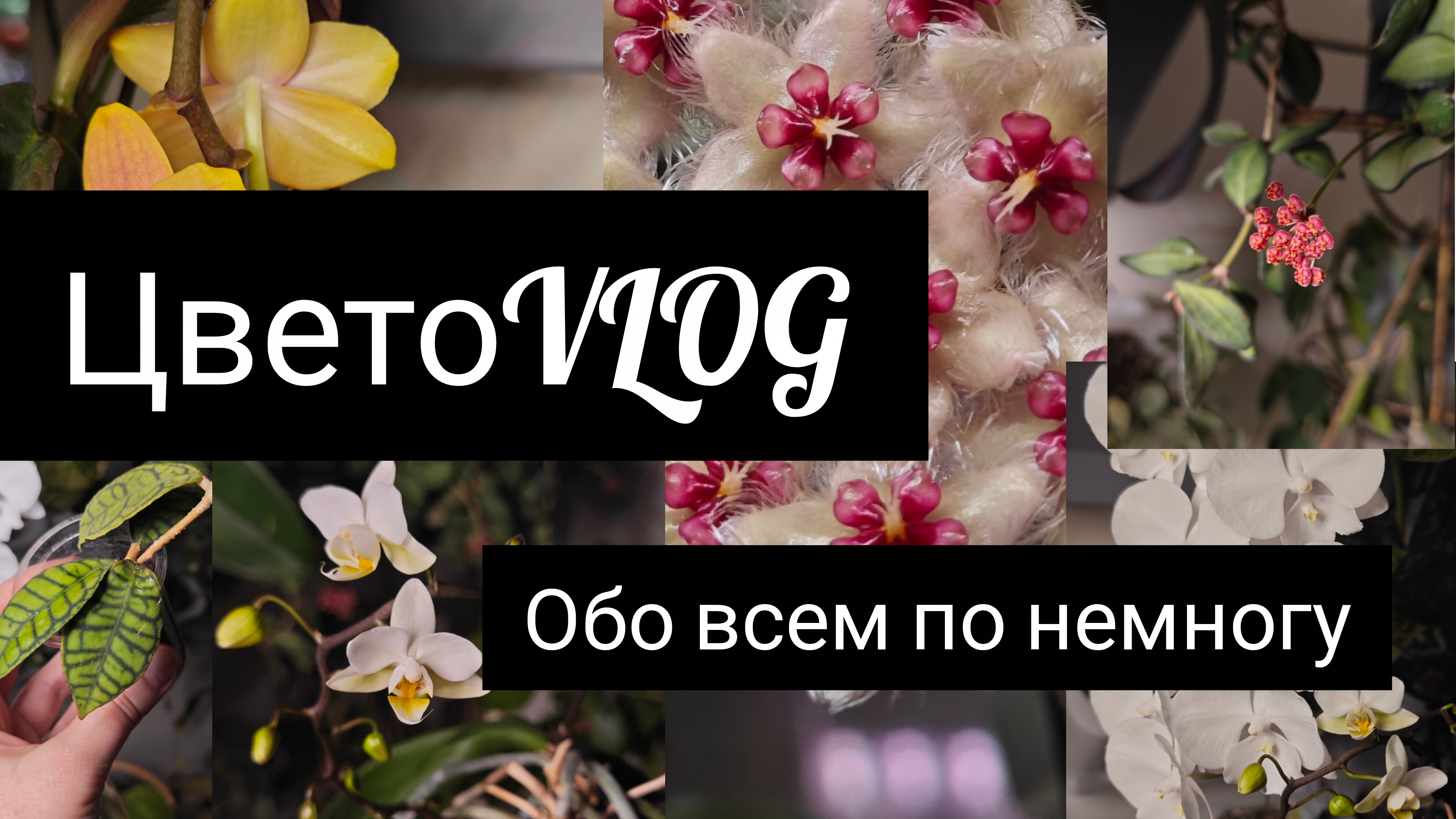 ЦветоВлог. февраль 2026 смотреть онлайн