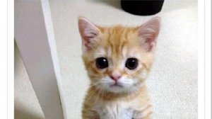 Вилли примеряет одежду (flipaclip)