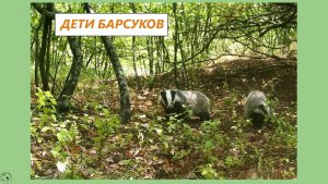 Барсук со своими детьми. Вечер. 14.06.25