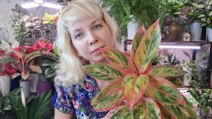 Будни цветовода. Пересадка строманты и аглаонемы, отделение деток