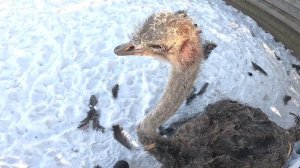 Он её так убъет ! Пруд замёрз ! ХУТОР В ЛЕСУ №972