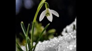 19 шагов до весны ( 9 февраля)