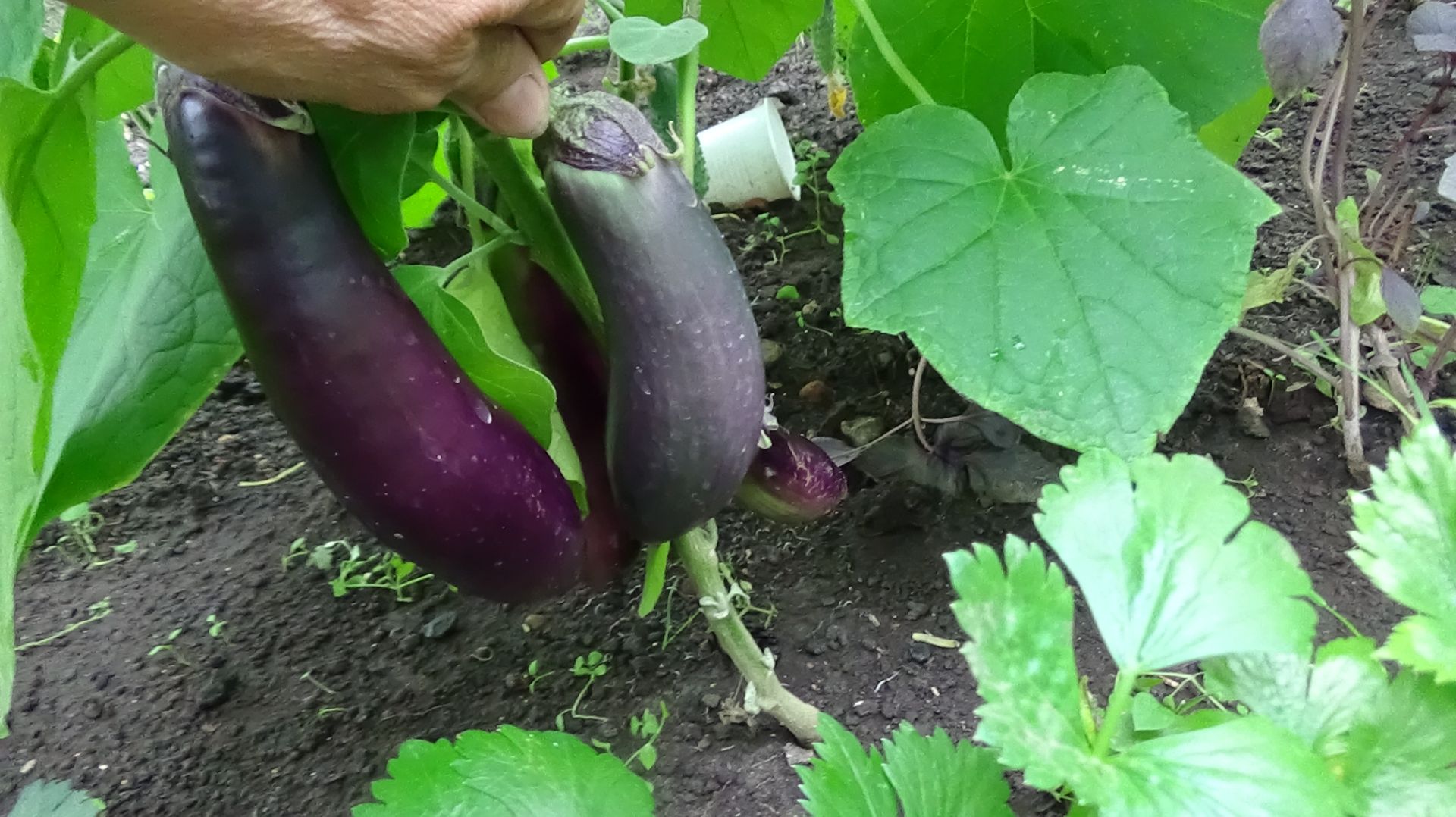 2121.  ВПЛ.Баклажаны так высаживая, получаю отличный урожай.