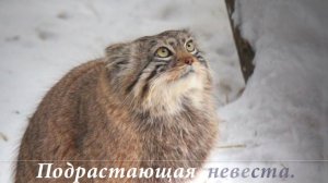 Брачный период на аллее манулов открыт!