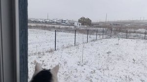 На два дня зима пришла. Кошки гулять отказались