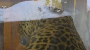 080226гКиара и бывшие соседи льва Шерхана