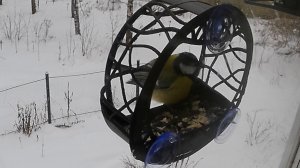 Немного Шар-Синицы