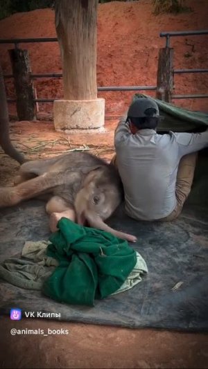 A story about animals 🐘