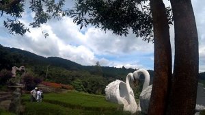 Экскурсия Программа "Далат Фантазия". Нячанг.Вьетнам.Прайс на экскурсии ноябрь 2025 г в конце видео