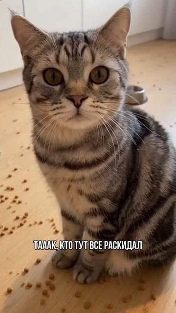 Пристыдил кота 😸