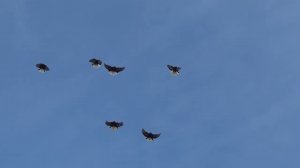 Мелитопольские голуби в Крыму...с Рождеством Христовым!!