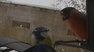 Снегирь шокирует лазоревку