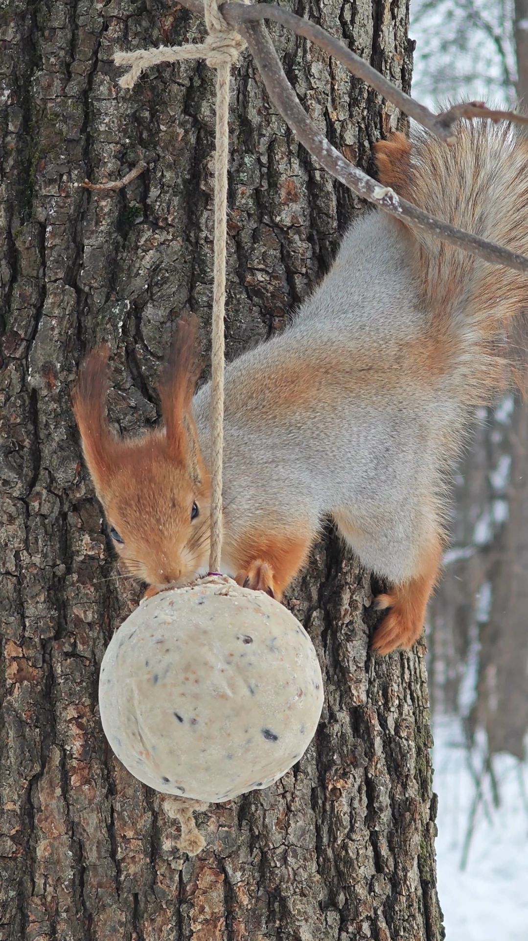 Белка и жировой шарик смотреть онлайн