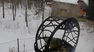 Лазоревка кушает куру