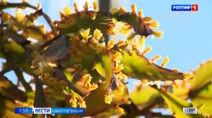 Вести Санкт-Петербург. Выпуск 07.35 от 09.02.2026