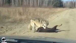 Эти Сумасшедшие Битвы Животных Шокировали Интернет! Снято на Камеру!