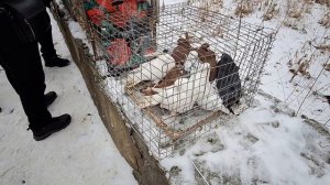 1000108237.mp4 купил голубку на ярморке