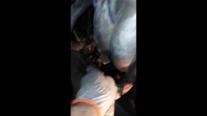 Нива шевроле, установка кпп