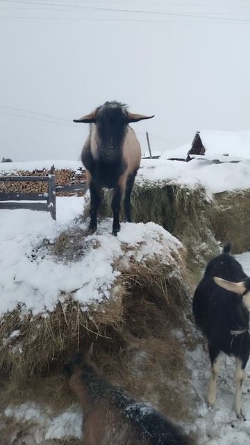 Ну, чисто жеребец!