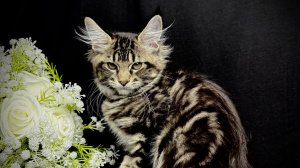 Евразия Чаритон Кун