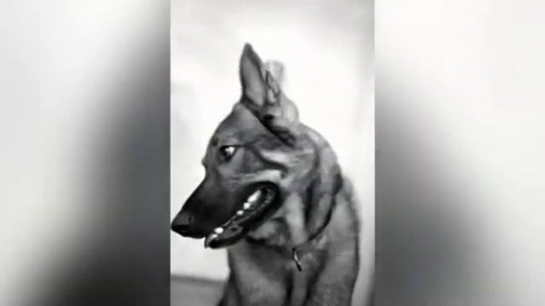 АЛЬМА И МИХАИЛ...авторский рассказ