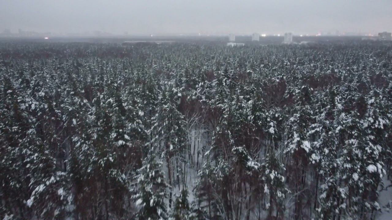 Ёлочки в парке Кузьминки.