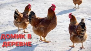 Когда можно выпускать кур на улицу после зимы