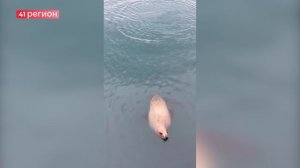 РЫБЫ НЕ ДАДИМ: РЫБАКИ У БЕРЕГОВ КАМЧАТКИ ВСТРЕТИЛИ СИВУЧЕЙ • БЕЗ КОММЕНТАРИЕВ