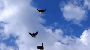 Мелитопольские голуби. В гостях у Виктора Ивановича ,на второй День Рождения!!!