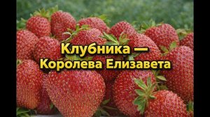 Клубника Королева Елизавета — секреты урожая в саду