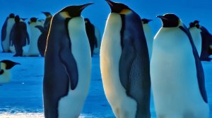 АНТАРКТИДА. Ледяной мир нашей планеты