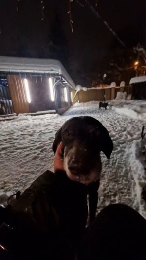 Маленький дом больших собак