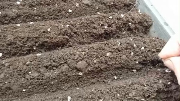 Посеяла лук на рассаду
