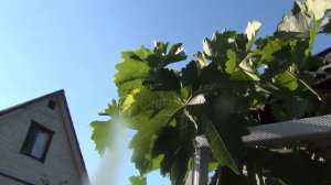 Почему удаляем листья винограда в августе. И о поливах