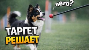 ТАРГЕТ - как пользоваться в трюковой дрессировке собак