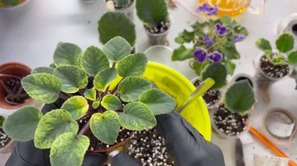 Большая пересадка фиалок 6.Болталка за 9.02.