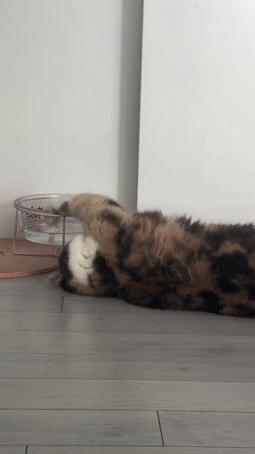 Лень одолела смотреть онлайн