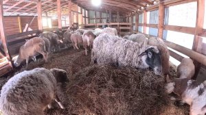 Всё замерзло на хрен ! Нива сгнила ! ХУТОР В ЛЕСУ №959