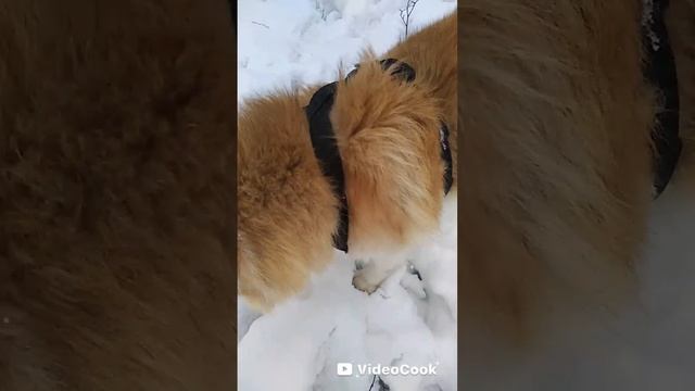 Мои любимые питомцы смотреть онлайн