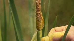 УРОЛОГ ОТВЕЧАЕТ Тайна Болотного Хлеба:Почему Пищу, Спасавшую Людей Тысячелетиями, Нам Велели Забыть?