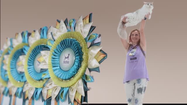 РосКошный путь к успеху / Инна Манкос, заводчик селкирк-рексов