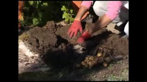 Плохой опыт выращивания картофеля в мешке.... Поливать нужно!