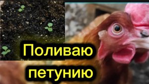 Поливаю петунию. Перец начал всходить.