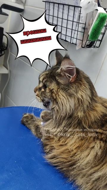 Подкинули больного мейн-куна, как она сейчас.