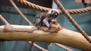 Эдиповы тамарины и малышка Бусинка 09.02.2026