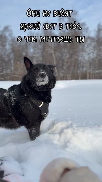 Черная собака Лада