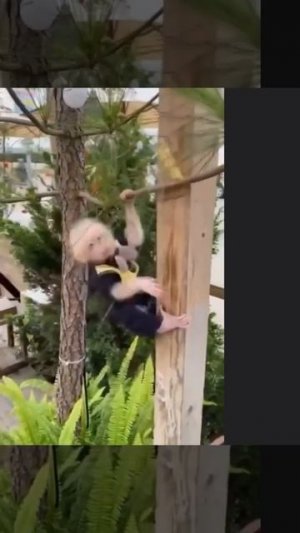 Маленькие Смешные обезьянки