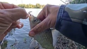 Рыбалка на карася в поисках диких мест, уловистая донка ловит всю рыбу