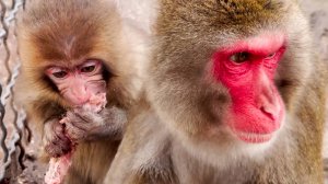 Феня мясо ест и за себя, и за Веню, умыкнула из-под носа! Магот тоже мясоед! Сакура прячется от всех