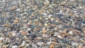 У Чёрного моря...